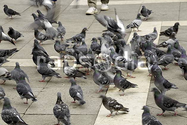 Agence Photographique Libre De Droits Venise Les Pigeons De La Place St Marc Venice The Pigeons Of Piazza San Marco Cee Europe Oiseau Pigeon