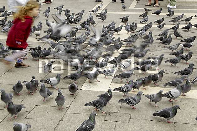 Stock Pictures Eec Europe Town Pigeon Girl Bird Running Venise Les Pigeons De La Place Saint Marc Venice The Pigeons Of Piazza San Marco